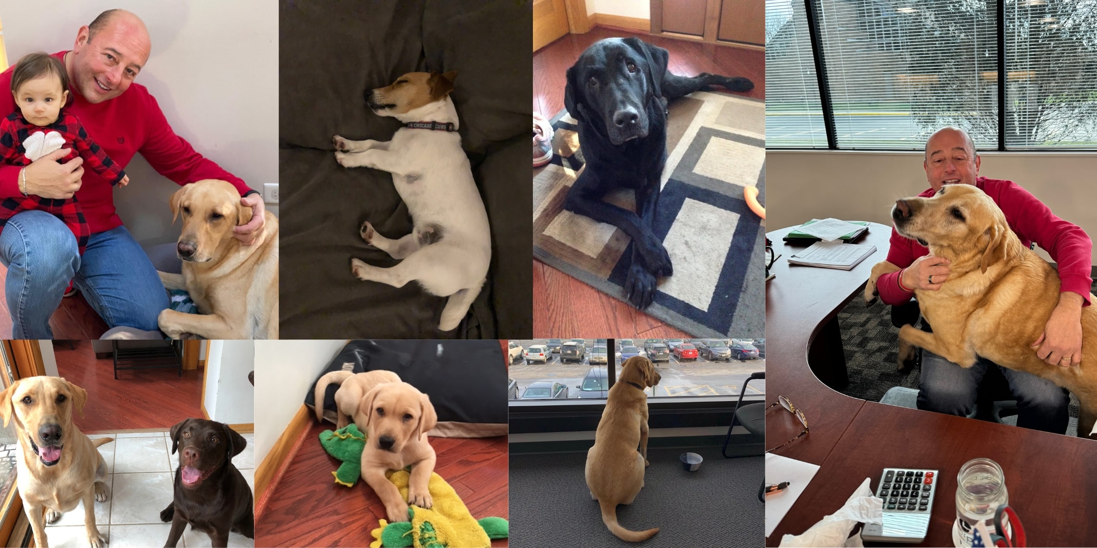 Collage of 8 photos of Ralph's dogs at Interpro